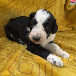 Aussiedoodles, Dachshunds, and Pomeranians from Gracie's Puppies