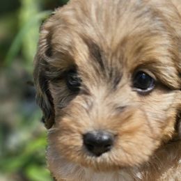 Assorted Doodle Crosses, Aussiedoodles, and Cockapoos from Phamily Doodles