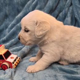 Charlie Boy 2 - Golden male Golden Retriever puppy in Niles, Michigan from Family Raised Goldens