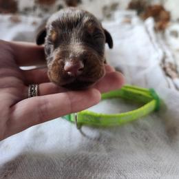 Leon - Red and rust male Doberman Pinscher puppy in Robinson, Pennsylvania from Makkr Ridge Dobermans LLC