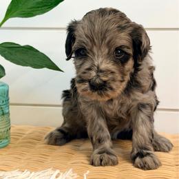 Meadow - Merle female Goldendoodle puppy in Livermore, Colorado from Heritage Hills Family Doodles