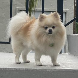 Winnie - Pomeranian