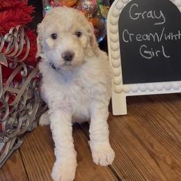 Gray - Tula - Cream female Goldendoodle puppy in Jasper, Georgia from Owen Doodles