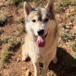 Boyd - Gray and white male Siberian Husky puppy in Loudon, Tennessee from Kristari Siberians