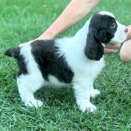 Preston - Liver and white male English Springer Spaniel puppy in Palmdale, California from Legacy