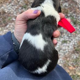 Boy 3 - Beatrice litter - Black brown and white male Basset Hound puppy in Noblesville, Indiana from Russell Bassets