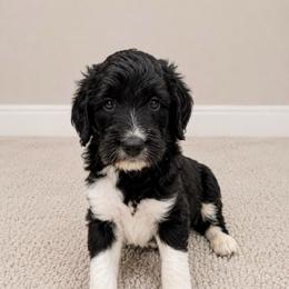Puppy2 - Black and white male Aussiedoodle puppy in Yucaipa, California from Amazing Aussiedoodle and Double Doodles