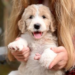 Assorted Doodle Crosses and Goldendoodle Puppies from Wake Forest Darling Doodles