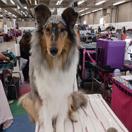 Indigo - Collie