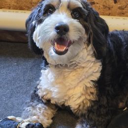 Bernedoodles and Cockapoos from Bluff Country Bernedoodles