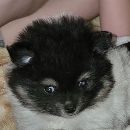 Pomeranians from Debbie Wilske