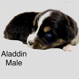 Aladdin - Black tri-color male Australian Shepherd puppy in Vernal, Utah from Dancing M Kennels