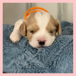 Boy 2 - Blenheim male Cavachon puppy in Smoot, Wyoming from Designer Mountain Mutts