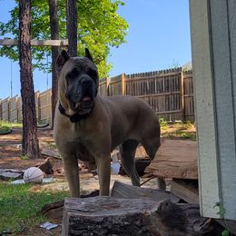 Nyke - Cane Corso