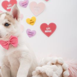 Golden Retriever, Miniature American Shepherd, and Siberian Husky Puppies from HuskiesAndGoldensWithFinesse