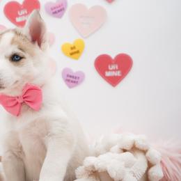 Golden Retriever, Miniature American Shepherd, and Siberian Husky Puppies from HuskiesAndGoldensWithFinesse