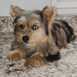 Peebles - Blue and gold female Yorkshire Terrier puppy in Jamestown, Tennessee from Royal  Furbabies
