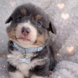 Alvin - Blue male Pembroke Welsh Corgi puppy in Beggs, Oklahoma from Blue Diamond Corgi’s