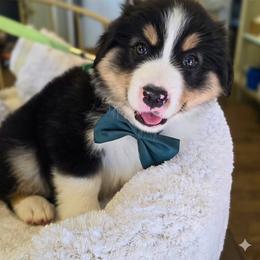 Please read description - Black tri male Miniature American Shepherd puppy in Georgetown, California from Foothill Aussies
