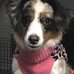 Sadie - Toy Australian Shepherd