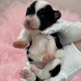 Girl- YELLOW - female Chinese Crested puppy in Pike Road, Alabama from Naked & Puffs