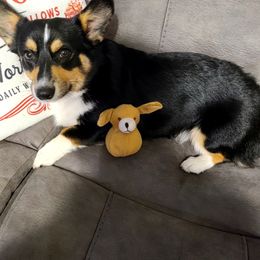 Ronan - Pembroke Welsh Corgi