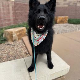 German Shepherd puppies from Coal Creek Shepherds