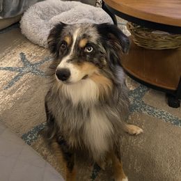 River - Miniature Australian Shepherd