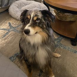 River - Miniature Australian Shepherd