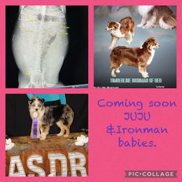 Miniature Australian Shepherd puppies from 6C Aussies