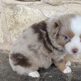 Boy 1 - Miniature Australian Shepherd puppy in Paris, Texas from Kuttin’ Up Mini Aussies