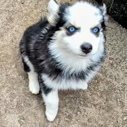 Luna - Black and white female Pomsky puppy in Kittredge, Colorado from Rocky Mountain Pomskies