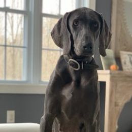 Weimaraners from Miller’s Weimaraner Kennel