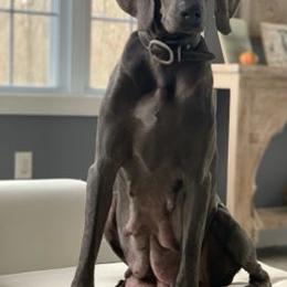 Weimaraners from Miller’s Weimaraner Kennel