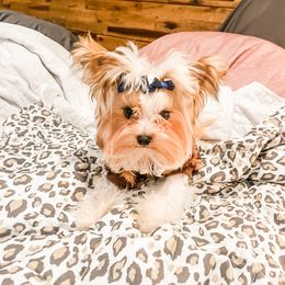 Yorkshire Terrier All Grown Up from Rodgers Oaks Royalty