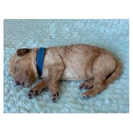B4- Dk Blue - Apricot male Goldendoodle puppy in Ankeny, Iowa from Iowadoodles2love