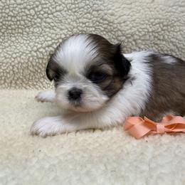 Female - Orange Bow - Gold and white female Shih Tzu puppy in Boonville, Indiana from M&J Country Kennels