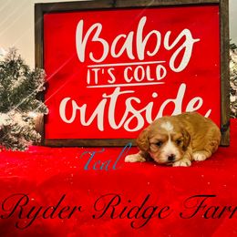 Teal - Apricot Cavapoo puppy in White Sulphur Springs, West Virginia from Ryder Ridge Farm