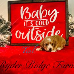 Teal - Apricot Cavapoo puppy in White Sulphur Springs, West Virginia from Ryder Ridge Farm