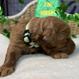 Light Blue - Chocolate female Goldendoodle puppy in Clermont, Florida from Da Ruba Doodles