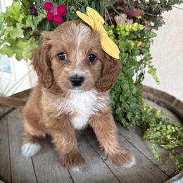 Anna - Apricot female Cavapoo puppy in South Jordan, Utah from Simply Sweet Paws. LLC
