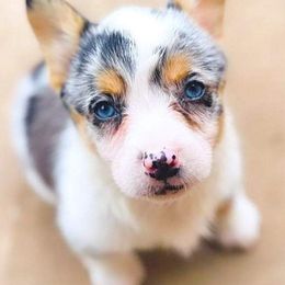 American Corgis, Pembroke Welsh Corgis, and Pomeranians from Syani Puppies