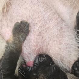 Lime collar - Black and red female German Shepherd puppy in Newaygo, Michigan from Sterley Shepherds