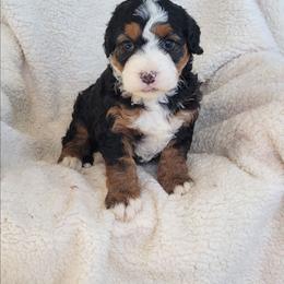 Duke - Tri-color male Bernedoodle puppy in East Earl, Pennsylvania from Mountainside Puppies