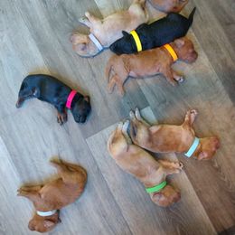 Labradoodle Puppies from Sakura Pups