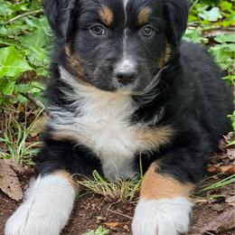 Sox - Black tri-color male Australian Shepherd puppy in Irmo, South Carolina from Triple S Farms