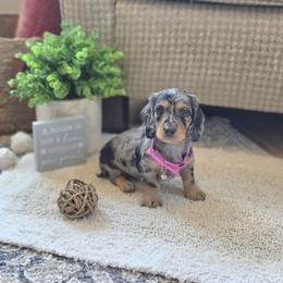 AKC Meet Ella :) - Dapple female Dachshund puppy in Centerville, Iowa from Barnyard Dachshunds, Dals & Doodles