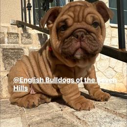 Zoey - Fawn and white female Bulldog puppy in Rome, Georgia from English Bulldogs of the Seven Hills