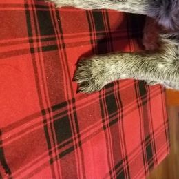 Australian Cattle Dog Puppies from Piney River Cattle Dogs