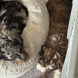 Bernedoodle, Cockapoo, and Goldendoodle Puppies from Avery Doodle Day LLC